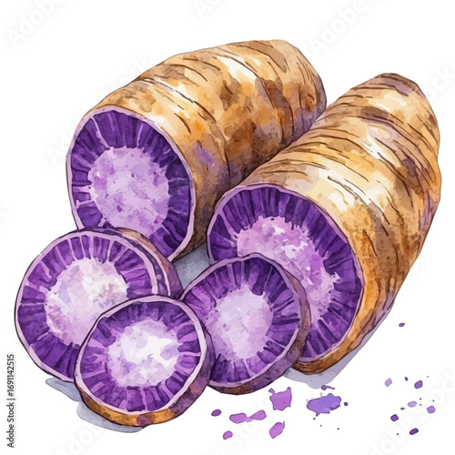 Taro Root, watercolor painting vector, isolated on a white background.