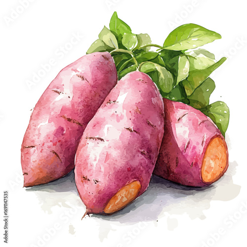 Sweet Potato, watercolor drawing vector, isolated on a white background.