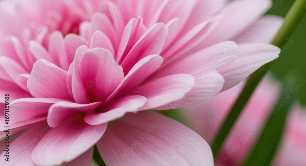 Obraz premium Close-up of delicate pink dahlia flower in bloom