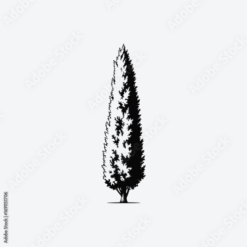 Vector art of silhouette of a tall, slender cypress tree, showcasing its distinctive shape and foliage