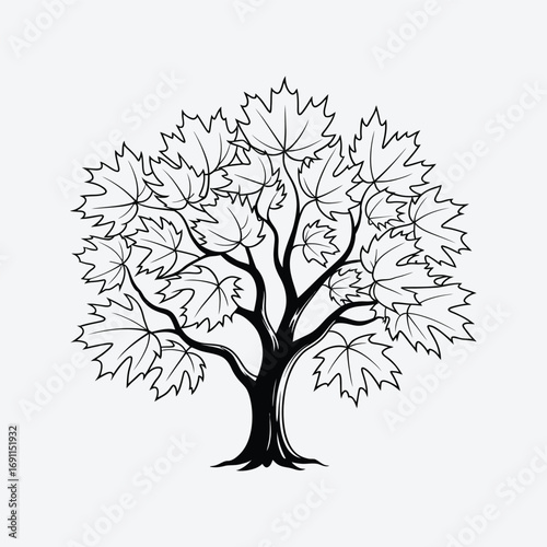 Illustration of a maple tree with leaves, , a symbol of autumn and the changing seasons