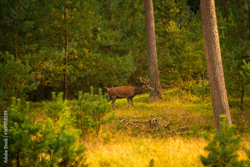 Red deer in the forest