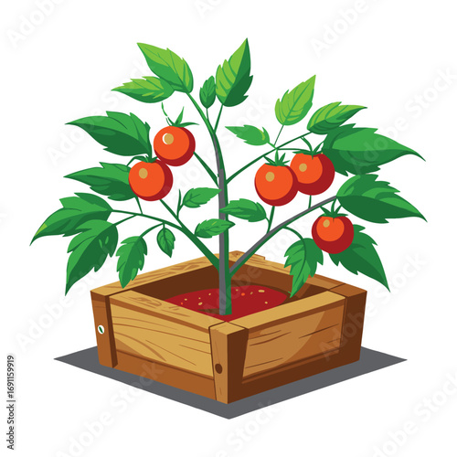 Cartoon Tomato Plant Growing in Wooden Garden Box
