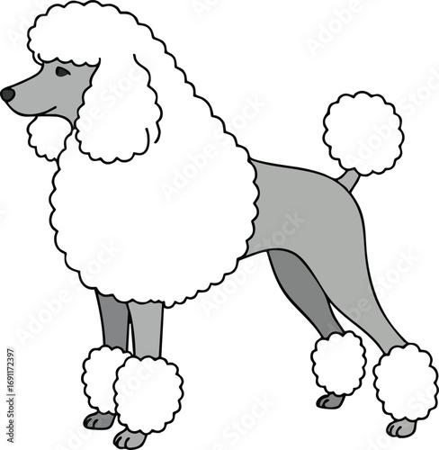 Poodle dog standing side view with curly fur and fluffy tail in simple vector style illustration 