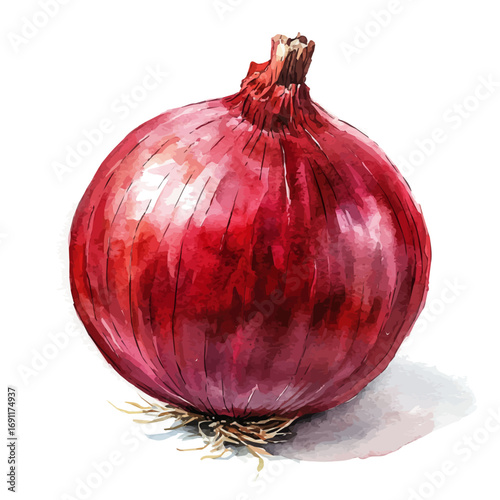 Red Onion, watercolor illustration vector, isolated on a white background.