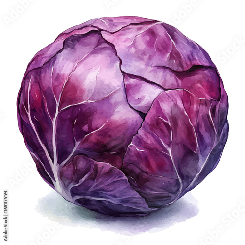 Red Cabbage, watercolor clipart vector, isolated on a white background.