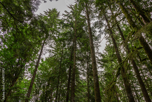 árvores gigantes do Canadá