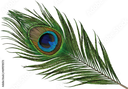 Peacock feather illustration, detailed eye pattern design, vibrant decorative plume, exotic bird feather art, nature inspired elegance, cad drawing flat vector illustration