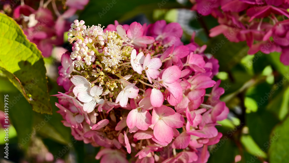 Fototapeta premium Pink and white hydrangea flowers in full bloom