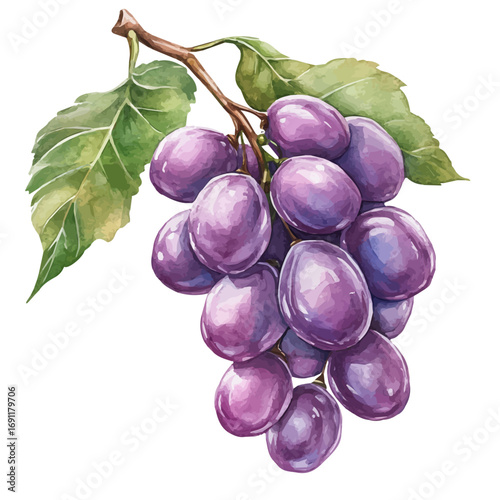 Raisin, watercolor clipart vector, isolated on a white background.