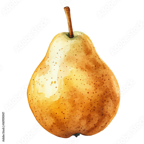 watercolor of Pear, vector, isolated on a white background.
