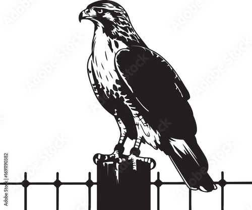 Majestic hawk perched on fence bird raptor