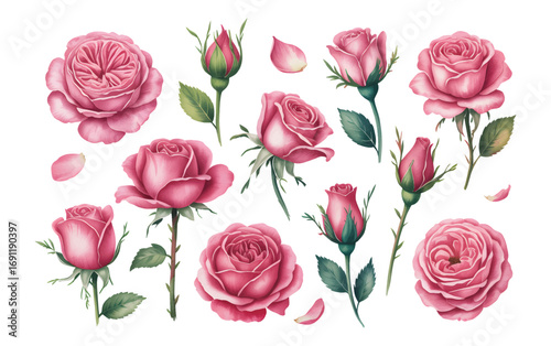 Watercolor rose flower vector isolator background. Elegance watercolor romantic pink roses with petals, foliage, and botanical.
