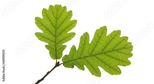 Two Vibrant Green Oak Leaves on a Branch Against White