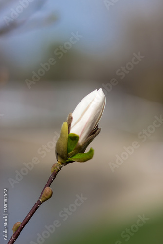 White magnolia bud. Magnolia blossom