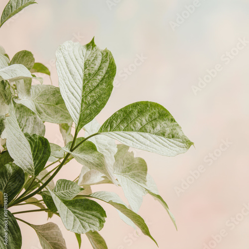 Botanical leaves pattern on pastel backdrop.