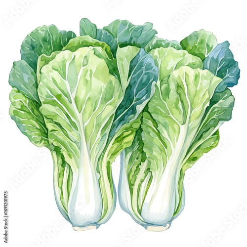 watercolor of Napa Cabbage, vector, isolated on a white background.