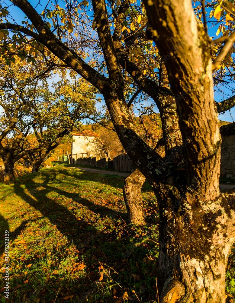 Fototapeta premium Autumnal Orchard Path and Building