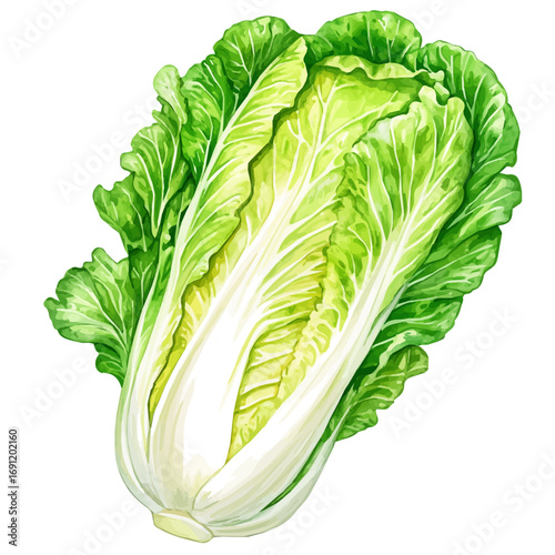 watercolor of Napa Cabbage, vector, isolated on a white background.