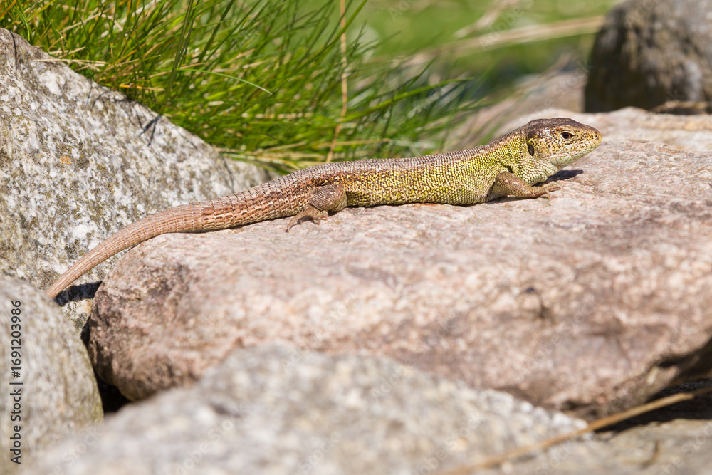 Fototapeta premium sand lizard