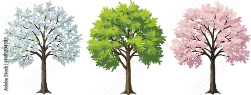 Deciduous trees seasonal foliage, spring blossom tree, summer green leaves, pink cherry blossom, botanical nature landscape, seasonal change concept, vector illustration, isolated white background