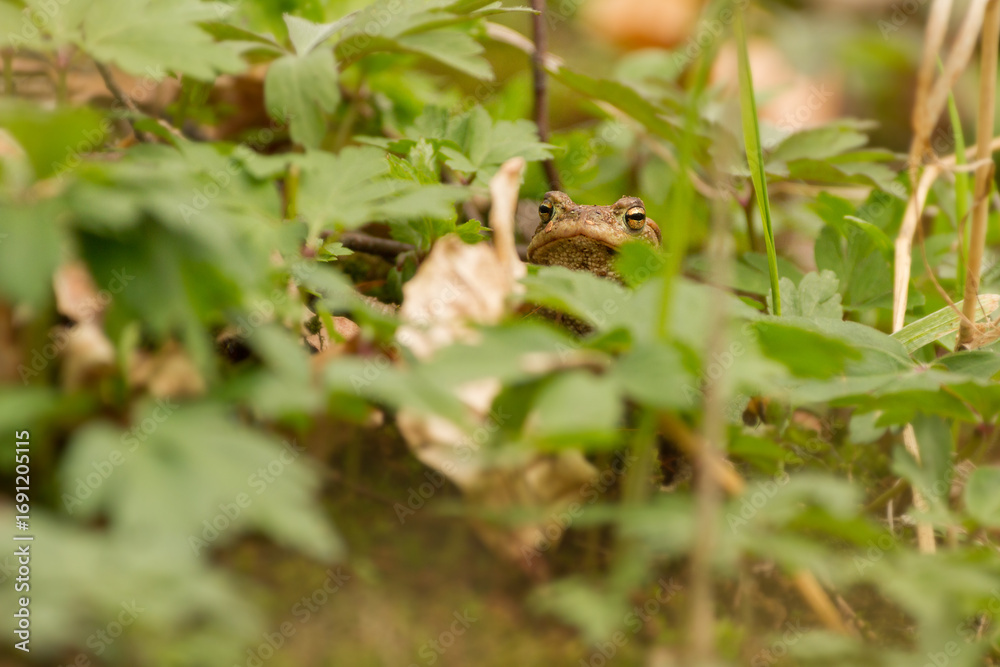 Obraz premium common toal between timbleweeds