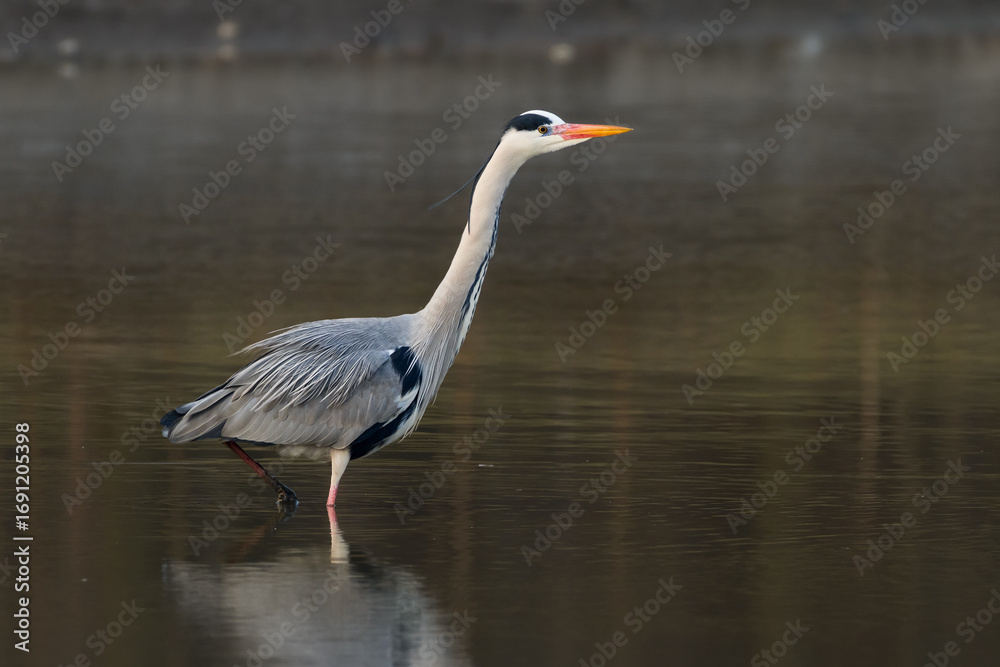 Obraz premium grey heron