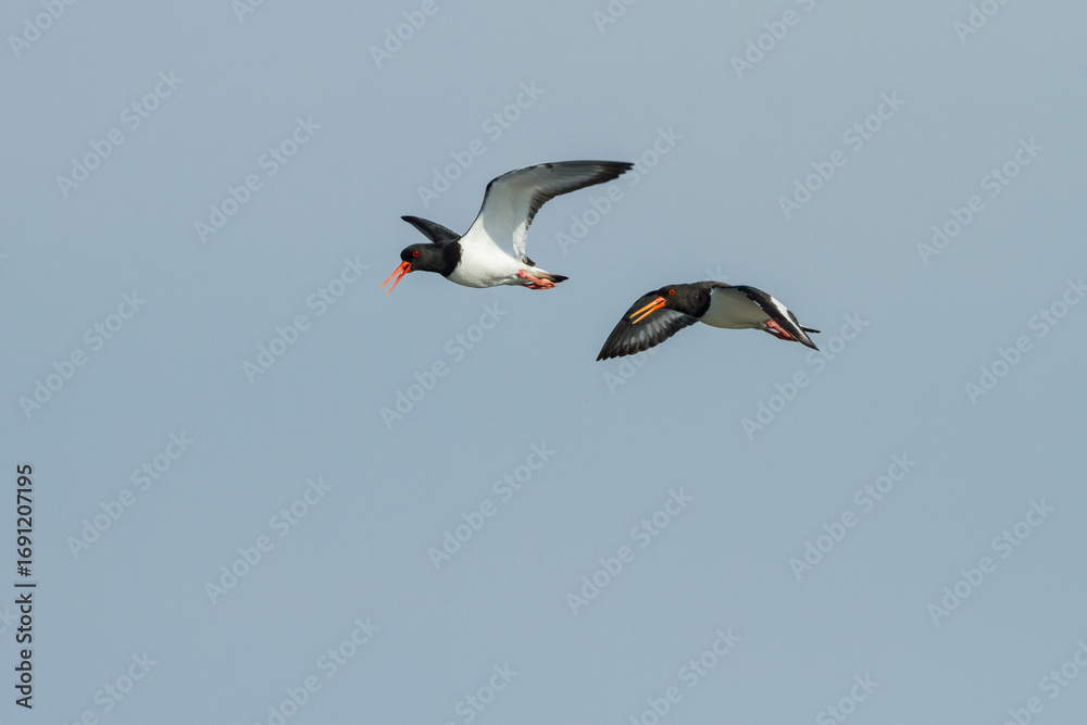 Obraz premium two flying oystercatchers