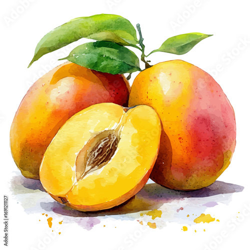 Mango, watercolor drawing vector, isolated on a white background.