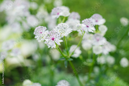 White and pink Astrantia flower in full bloom, close-up