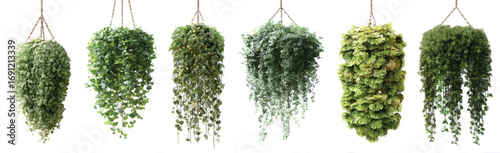 Variety of Hanging Plants Isolated on White Background with Trailing Foliage and Chain Hangers