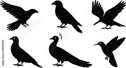 Bird silhouette vector illustration, eagle, pigeon, peacock, hummingbird, flying bird, wildlife design, exotic animal icon, nature art symbol