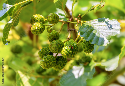 Photos Fruits of Common Alder tree Alnus glutinosa called strobiles containing seeds