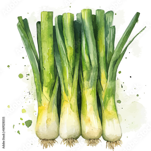 Leek, watercolor illustration vector, isolated on a white background.