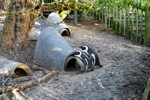 Two penguins at a human made shelter to protect their nest and young.  Boulders Beach African penguin protection area. 