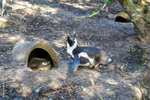 Adult African Penguin with its nestlings in an artificial nest.  Concept for helping to increase the African Penguin population numbers. 
