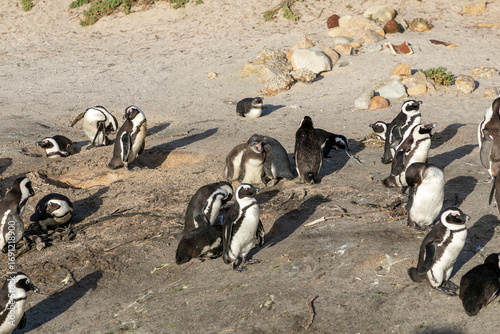 African Penguins at the Boulders beach penguin colony in Simons Town, Cape Town. 