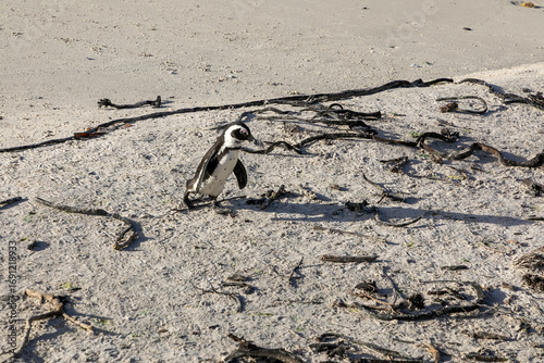 Single African penguin on a beach, surrounded by washed up and dried seaweed.  