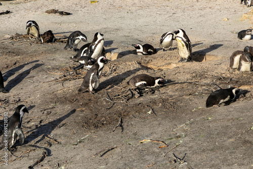 Breeding colony of African Penguins at the Boulders beach penguin colony at the False bay coast in Cape Town 