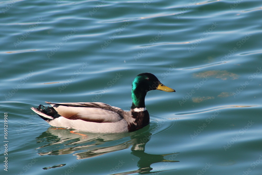 Fototapeta premium mallard duck with green head in pond
