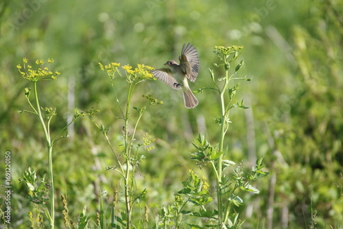 Fotografie willow flycatcher coming in for a landing