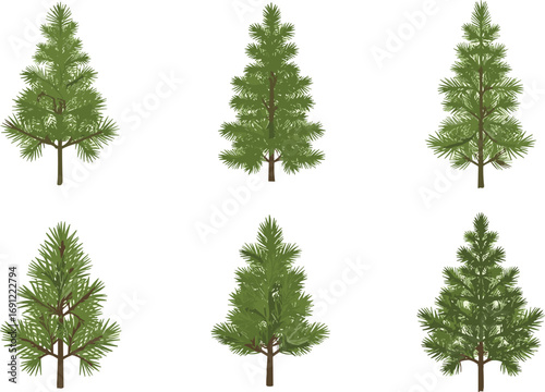 Pine tree vector illustration collection, evergreen forest design, coniferous tree set, nature silhouette, botanical elements for landscape decoration