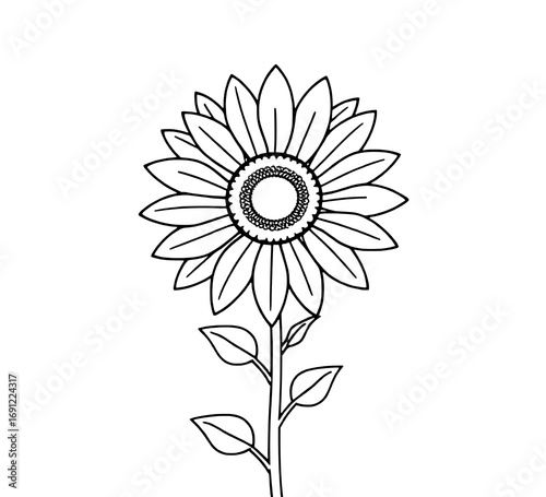 Single Sunflower Line Drawing: Black and White Botanical Illustration