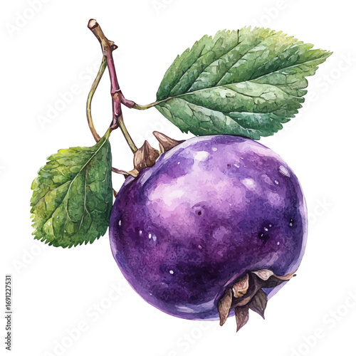 Huckleberry, watercolor painting vector, isolated on a white background.