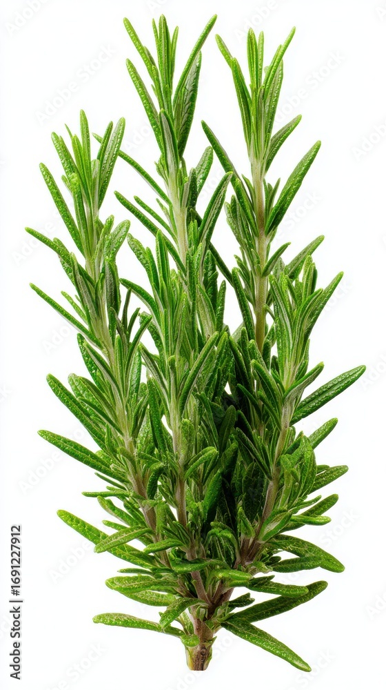 Fototapeta premium Stunning photo of rosemary, (Salvia rosmarinus, officinalis) plant set frontal bush herbaceous perennial plant isolated png on a white background perfectly cutout.