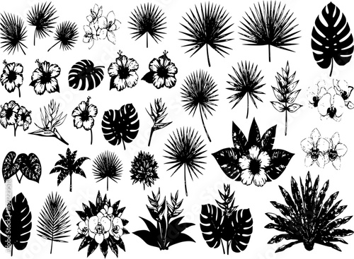 Tropical plants, leaves and palms big set. Exotic illustrations, floral elements isolated, Hawaiian bouquet for greeting card.
