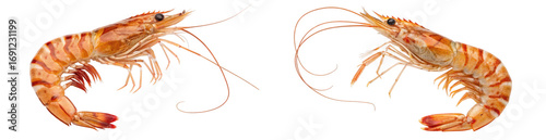 Two tiger prawns with striped shells and long antennae, one detailed and the other a sketch, isolated on transparent background