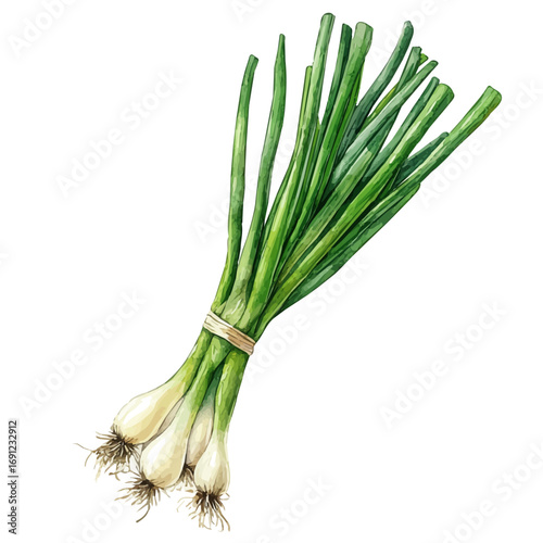 Green Onion, watercolor clipart vector, isolated on a white background.
