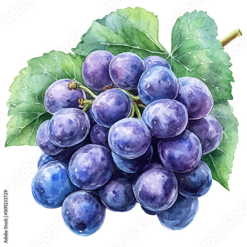 Grape, watercolor painting vector, isolated on a white background.