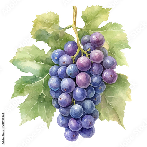 watercolor vector of Grape, isolated on a white background.